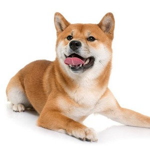 Japanese for Beginners