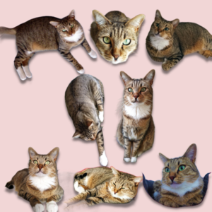 Lesson image